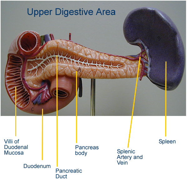 Digestive System Model Labeled